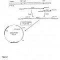 Ilustración 4 de Vacuna bacteriana contra agentes infecciosos bacterianos para la aplicación en animales