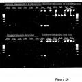 Ilustración 8 de ADN polimerasas mutantes y métodos relacionados