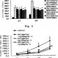Ilustración 3 de Uso de naringenina y de naringina como inhibidores de la ruta de señalización del factor de crecimiento transformante beta1.