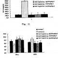 Ilustración 6 de Uso de naringenina y de naringina como inhibidores de la ruta de señalización del factor de crecimiento transformante beta1