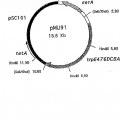 Ilustración 3 de Procedimiento para la preparación de L-aminoácidos utilizando cepas de la familia Enterobacteriaceae.