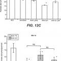Ilustración 5 de Inhibición de metástasis tumoral usando anticuerpos anti-G-CSF