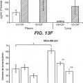 Ilustración 8 de Inhibición de metástasis tumoral usando anticuerpos anti-G-CSF