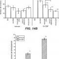 Ilustración 9 de Inhibición de metástasis tumoral usando anticuerpos anti-G-CSF
