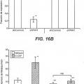 Ilustración 12 de Inhibición de metástasis tumoral usando anticuerpos anti-G-CSF