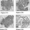 Ilustración 6 de Sistemas de cultivo de células madre