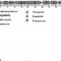 Ilustración 10 de Agrupación de genes de saxitoxina de cianobacterias y detección de organismos cianotóxicos
