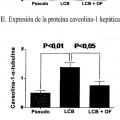 Ilustración 8 de Tratamiento de la hipertensión portal usando L-ornitina y fenilacetato