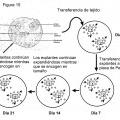 Ilustración 11 de Aislamiento de células madre/progenitoras de membrana amniótica del cordón umbilical