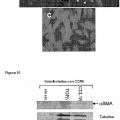 Ilustración 6 de Bloqueo de la señalización de CCL18 a través de CCR6 como una opción terapéutica en enfermedades fibróticas y cáncer