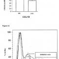 Ilustración 8 de Bloqueo de la señalización de CCL18 a través de CCR6 como una opción terapéutica en enfermedades fibróticas y cáncer