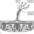 Ilustración 4 de Método para recolectar células troncales placentarias