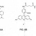 Ilustración 6 de Incorporación in vivo de alquinil aminoácidos a proteínas en eubacterias