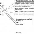 Ilustración 5 de Procedimientos y composiciones que implican miARN y moléculas inhibidoras de miARN