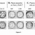 Ilustración 2 de Desarrollo de mutaciones útiles para atenuar virus del dengue y virus del dengue quiméricos