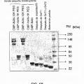 Ilustración 11 de Remodelación y glicoconjugación de la hormona del crecimiento humano (hGH)