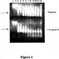 Ilustración 2 de Combinación de ADNasa I y glucosaminoglucanos para su uso en limpieza de ADN extracelular