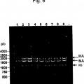 Ilustración 4 de Virus influenza B que tienen alteraciones en el polipéptido hemaglutinina.