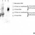 Ilustración 1 de Conjugado de factor viia - ácido (poli)siálico con una vida media in vivo prolongada.