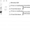 Ilustración 4 de Conjugado de factor viia - ácido (poli)siálico con una vida media in vivo prolongada.
