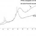Ilustración 8 de Conjugado de factor viia - ácido (poli)siálico con una vida media in vivo prolongada