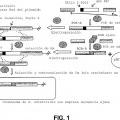 Ilustración 1 de Composiciones y métodos para potenciar respuestas inmunitarias
