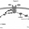 Ilustración 6 de Procedimientos de producción recombinante de glucoproteínas
