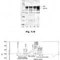 Ilustración 6 de Purificación de los polipéptidos del Factor VII mediante cromatografía de interacción hidrofóbica