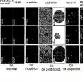 Ilustración 3 de Aislamiento y/o identificación de células madre con potencial de diferenciación adipocitario, condrocitario y pancreático