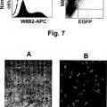 Ilustración 8 de Aislamiento y/o identificación de células madre con potencial de diferenciación adipocitario, condrocitario y pancreático