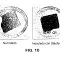 Ilustración 9 de Composiciones básicas que comprenden un alcanol y una sal de ácido graso o un glicérido de ácido graso para esterilizar un material
