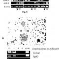 Ilustración 4 de Ensayos in vivo y marcadores moleculares para comprobar la estabilidad fenotípica.