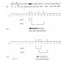 Ilustración 6 de Vacunas y pruebas de diagnóstico de Streptococcus suis.