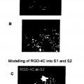Ilustración 3 de Reorientación de parvovirus de rata H-1PV hacia células oncológicas mediante manipulación genética de su cápside