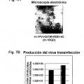 Ilustración 4 de Reorientación de parvovirus de rata H-1PV hacia células oncológicas mediante manipulación genética de su cápside