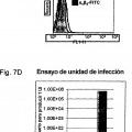 Ilustración 5 de Reorientación de parvovirus de rata H-1PV hacia células oncológicas mediante manipulación genética de su cápside