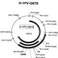 Ilustración 7 de Reorientación de parvovirus de rata H-1PV hacia células oncológicas mediante manipulación genética de su cápside
