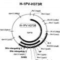 Ilustración 8 de Reorientación de parvovirus de rata H-1PV hacia células oncológicas mediante manipulación genética de su cápside