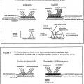 Ilustración 2 de Sistemas y métodos para crear efectos ópticos en medios para prevenir la falsificación