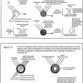 Ilustración 5 de Sistemas y métodos para crear efectos ópticos en medios para prevenir la falsificación