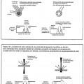 Ilustración 8 de Sistemas y métodos para crear efectos ópticos en medios para prevenir la falsificación