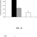 Ilustración 6 de Nueva cepa de Bifidobacterium animalis subsp. lactis CECT 8145 y su uso para el tratamiento y/o prevención de sobrepeso y obesidad y enfermedades asociadas