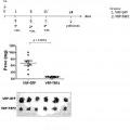 Ilustración 10 de Partículas de replicón de alfavirus que expresan TRP2