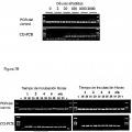 Ilustración 4 de Ensayo para la metilación en el gen para la GST-Pi