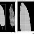 Ilustración 1 de Método para el análisis de imagen digital del maíz