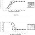 Ilustración 12 de Activación de respuestas inmunitarias innatas y adaptativas por parte de un extracto de ginseng