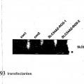 Ilustración 5 de ROS quinasa mutante y de translocación en el carcinoma pulmonar no microcítico humano