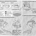Ilustración 10 de Producción de productos biofarmacéuticos a base de baculovirus sin viriones baculovíricos contaminantes