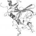 Ilustración 4 de Diferenciación de células madre mesenquimales
