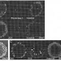 Ilustración 3 de Método para producir células progenitoras retinianas polarizadas a partir de células madre pluripotentes y su diferenciación para dar células del epitelio pigmentario retiniano.